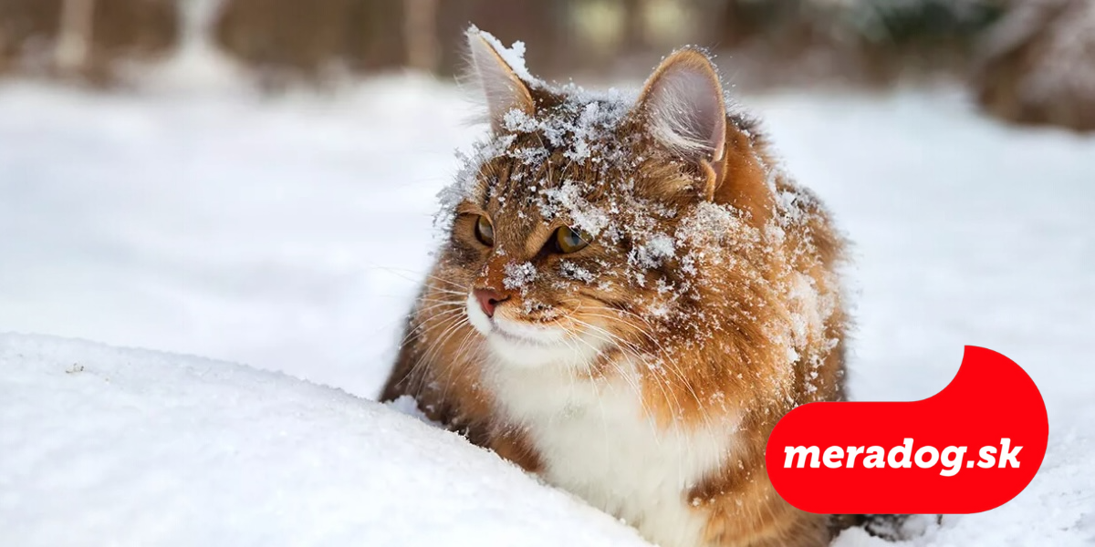 Tipy pre mačky vo vnútri aj vonku